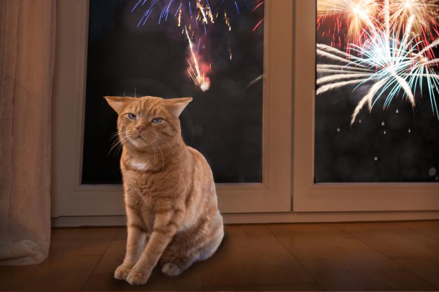 Niet iedereen wordt blij van vuurwerk Huisdieren raken gestrest van de harde knallen. 